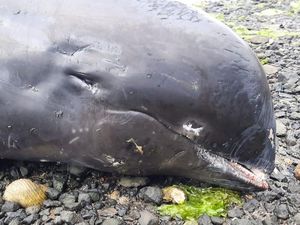 17 Lumba-lumba Mati Terdampar di Pantai Mauritius, karena Tumpahan Minyak?