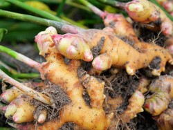 Fakta! Jahe Merah Sebagai Immunomudulator COVID-19 Akan Diuji Klinis