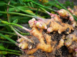 Fakta! Jahe Merah Sebagai Immunomudulator COVID-19 Akan Diuji Klinis