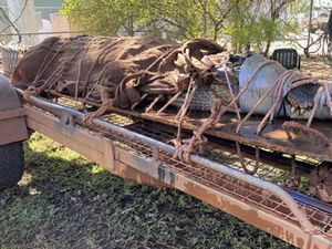 Waduh...Muncul Banyak Buaya di Tempat Wisata Australia