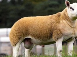 Domba Termahal di Dunia Ini Baru Saja Terjual Rp 7,1 Miliar!