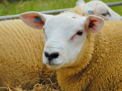 Ini Penampakan Domba Termahal Sedunia, Harganya Rp 7 Miliar!