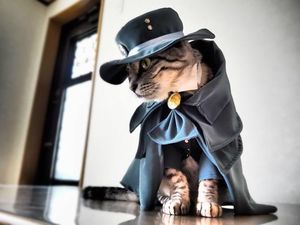 Gemasnya Si Kucing Berpakaian Cosplay Karakter Anime