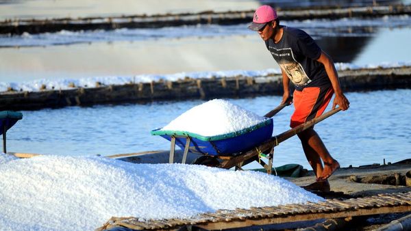 Harga Garam Naik, Petani Madura Senang