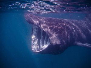Momen Spesial, Fotografer Ini Potret Hiu Penjemur Ikan Terbesar Kedua di Dunia Momen Spesial, Fotografer Ini Potret Hiu Penjemur Ikan Terbesar Kedua di Dunia