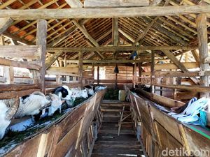 Potret Desa Wisata yang Memiliki 1.000 Domba Potret Desa Wisata yang Memiliki 1.000 Domba