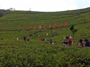 Kaligua, Hamparan Kebun Teh Peninggalan Belanda Kaligua, Hamparan Kebun Teh Peninggalan Belanda