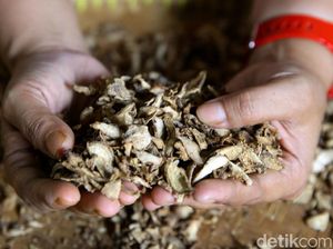 Begini Proses Pembuatan Jamu Kemasan Made in Tangerang