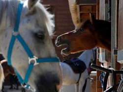 Puluhan Kuda Mati di Prancis, Diduga Korban Ritual Misterius
