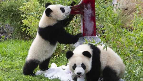 Tingkah Lucu Panda Kembar di Ulang Tahun Pertamanya