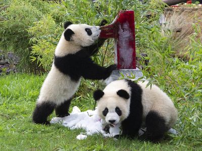 Tingkah Lucu Panda Kembar di Ulang Tahun Pertamanya