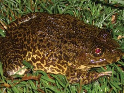 Duh! 2 Pasar di Wuhan Kembali Lagi Menjual Daging Hewan Liar