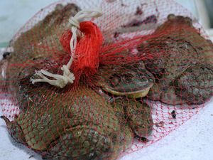 Hewan Sebenarnya yang Dijual di Pasar Wuhan Terungkap! Hewan Sebenarnya yang Dijual di Pasar Wuhan Terungkap!