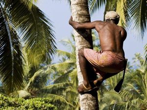 Pemetik Kelapa Ini Panjat Pohon 25 Meter untuk Panen 2.000 Kelapa Tiap Hari Pemetik Kelapa Ini Panjat Pohon 25 Meter untuk Panen 2.000 Kelapa Tiap Hari