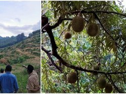 Perkebunan Durian Musang King Hancurkan 1.456 Km2 Habitat Satwa Liar Malaysia