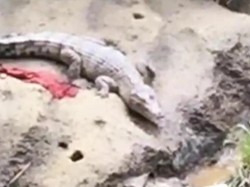 BKSDA Cek Viral Kemunculan Buaya di Sungai Deli