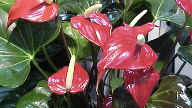 Anthurium (Thehijau)