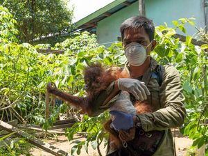 Kurus Diberi Makan Nasi-Jambu Monyet, Orang Utan Dievakuasi BKSDA Kalbar