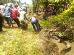 Hanyut Terbawa Air Pasang ke Permukiman, Buaya Muara 3 Meter Dievakuasi