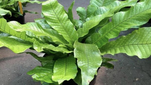 crocodile fern (Win Florist)