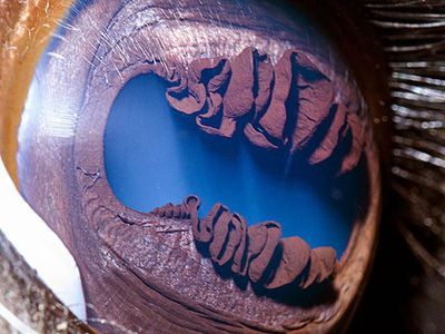 Traveler, Coba Tebak Ini Mata Hewan Apa?