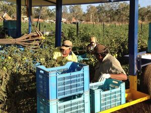 Kenali Bentuk Penipuan yang Mencari Sasaran Warga Indonesia terkait Australia
