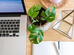 4 Fakta Unik Tanaman Hias Tembus Rp 76 Juta