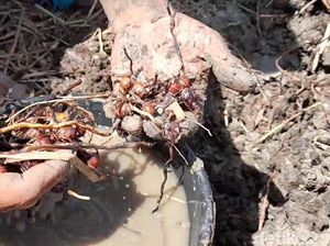 Minggu Legi 24 Juli 2022: Hari Baik untuk Menanam Umbi-umbian