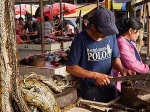 16 Foto Wildlife Photographer of the Year, Ada Pasar Ekstrem Tomohon 16 Foto Wildlife Photographer of the Year, Ada Pasar Ekstrem Tomohon