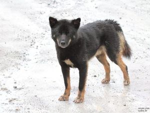 Anjing Bernyanyi yang Disangka Punah Ditemukan Lagi di Papua!