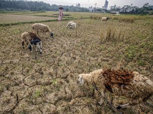 Waspada El-Nino, BMKG Prediksi Kemarau Tahun ini Lebih Kering
