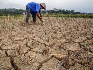 Ancaman Krisis Pangan Menghantui RI, Pemerintah Perlu Lakukan Ini Ancaman Krisis Pangan Menghantui RI, Pemerintah Perlu Lakukan Ini