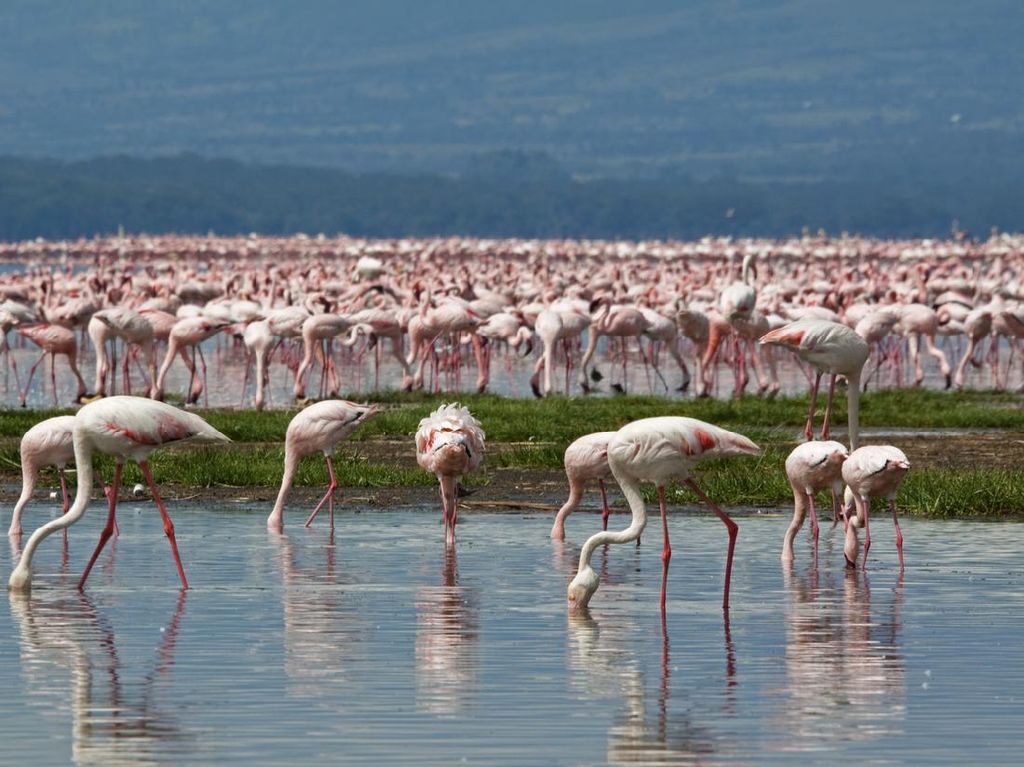 Bukan Pink, Burung Flamingo Ternyata Saat Lahir Berwarna Abu-abu