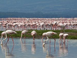 Studi Ungkap Ternyata Flamingo Suka Pilih-pilih Teman, Apa Alasannya? Studi Ungkap Ternyata Flamingo Suka Pilih-pilih Teman, Apa Alasannya?