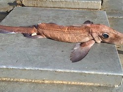 Nelayan Kaget Tangkap Ikan Monster Misterius