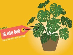 Cetak Rekor! Tanaman Hias Asli Asia Tenggara Dijual Rp 76 Juta