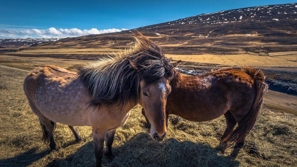 Foto: Wisata Naik Kuda di Islandia yang Eksotis