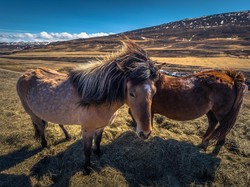 Tren Wisata Baru Jelajah Islandia Naik Kuda, Mau Coba?
