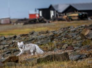 Guk..guk! Di Kutub Utara Kirim Paketnya Pakai Anjing
