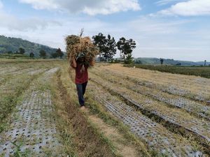 Pak Mentan, Petani Bawang Putih Bingung Nih Jual Hasil Panen