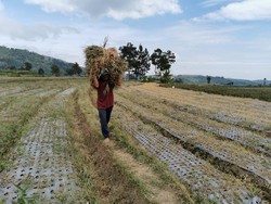Pak Mentan, Petani Bawang Putih Bingung Nih Jual Hasil Panen