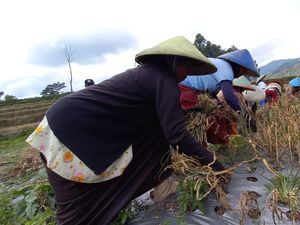 Saran buat Pemerintah Agar Bawang Putih Lokal Menang Lawan Impor Saran buat Pemerintah Agar Bawang Putih Lokal Menang Lawan Impor