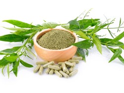 Meski Pahit, Ternyata Sambiloto Punya Segudang Manfaat