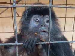 Kasihan! Lutung Ini Ditemukan Tergeletak Lemas di Kebun Warga