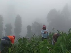 Video: Petani di Magelang Sedekahkan Kubis Lantaran Harganya Anjlok