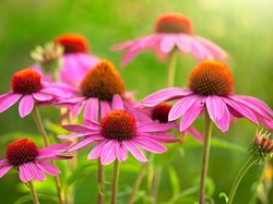 10 Tanaman Hias Ini Mudah Dirawat, Cocok Buat Pemula yang Mau Berkebun