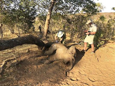 Dampak Kekeringan, Puluhan Gajah Zimbabwe Ditemukan Mati