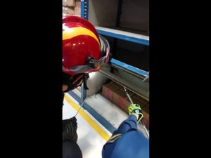 Hiii.....! Ada Ular Kobra Sembunyi di Rak Toko Warga Jaktim