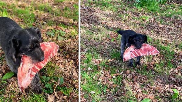 10 Momen Kocak Saat Hewan Peliharaan Tertangkap Curi Makanan