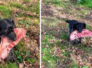 10 Momen Kocak Saat Hewan Peliharaan Tertangkap Curi Makanan 10 Momen Kocak Saat Hewan Peliharaan Tertangkap Curi Makanan